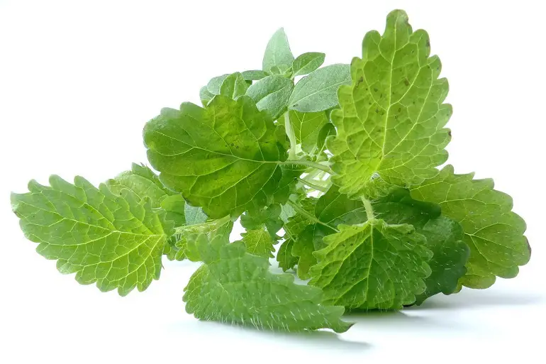 Apolloss čaj za mršavljenje forum Apolloss čaj za mršavljenje forum