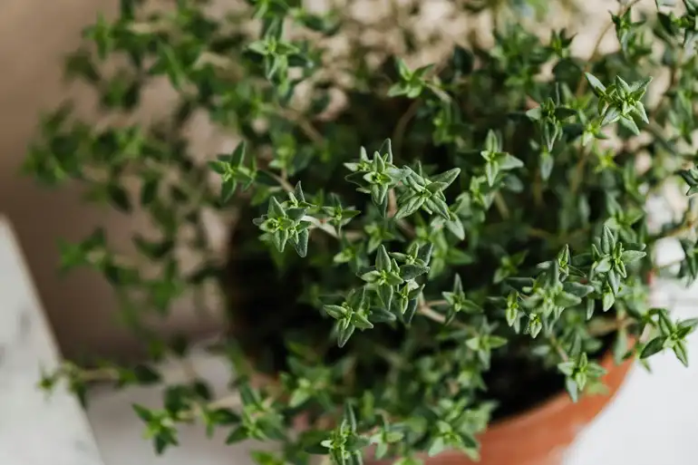 čaj parazol forum čaj parazol forum