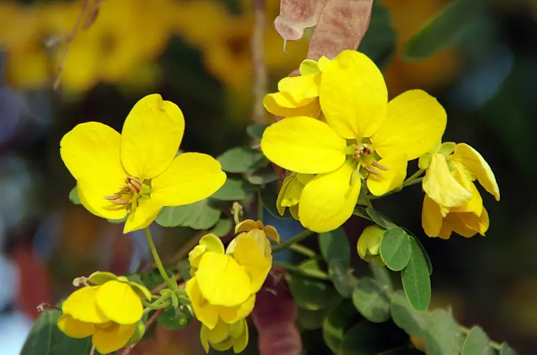 čaj za mršavljenje go slim